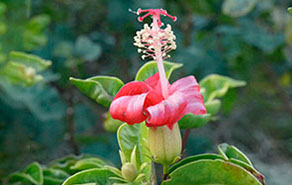 Native Plant Blossom